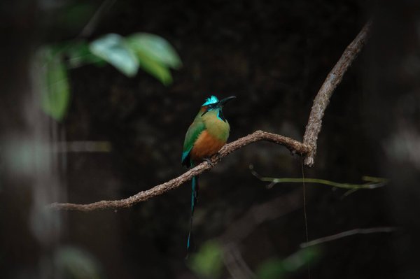 Quali sono i migliori giochi di occupazione per gatti?